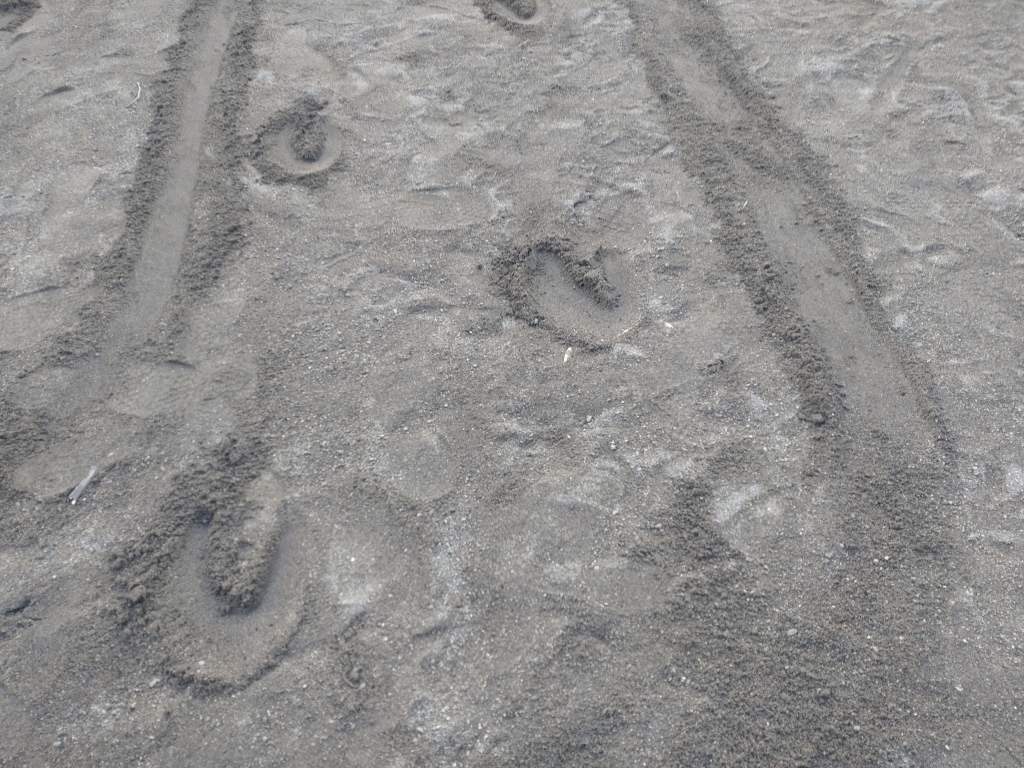 reindeer footprints