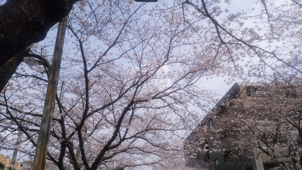 DSC_桜2 (1)