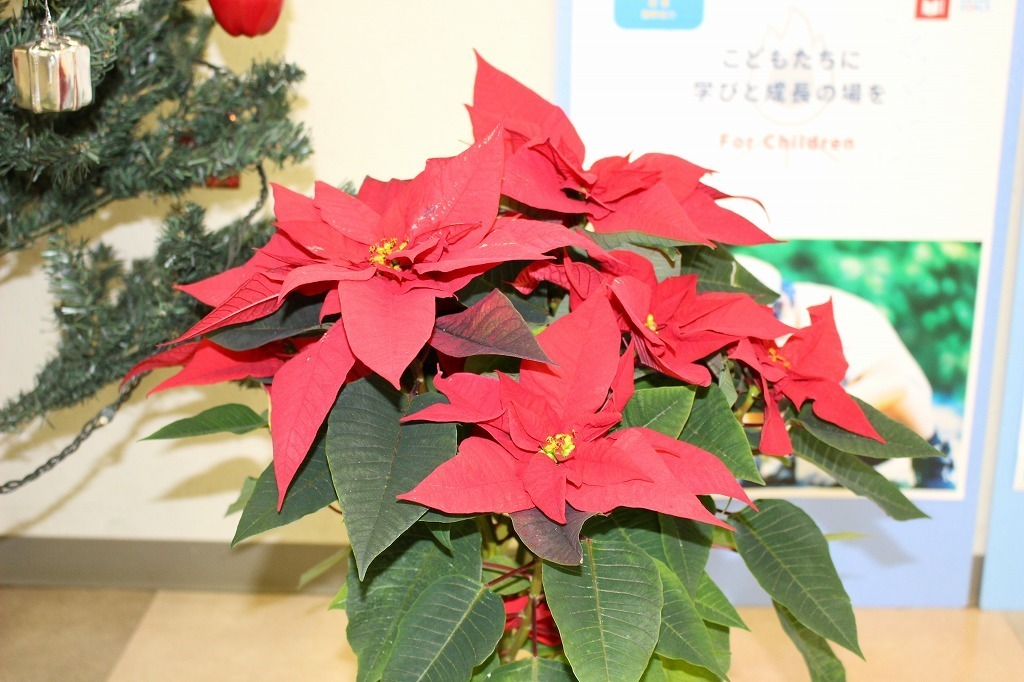 IMG_5982 - コピー