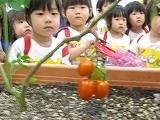 トマト見学