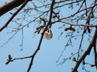 DSCF6403