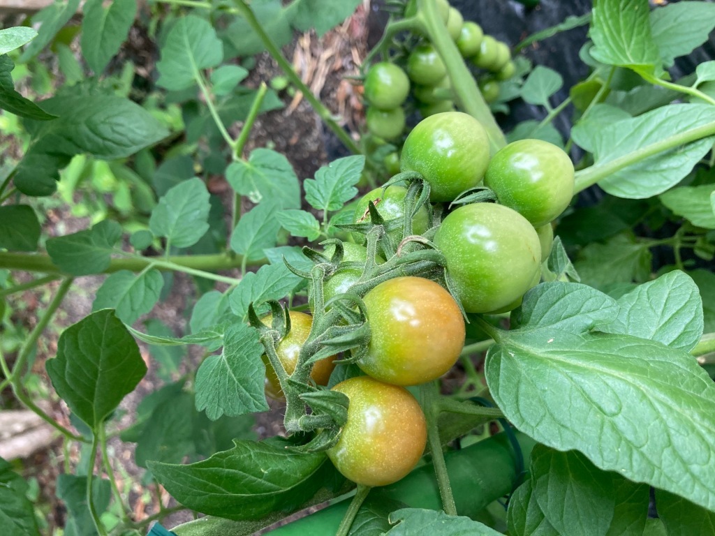 tomato1