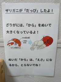 脱皮
